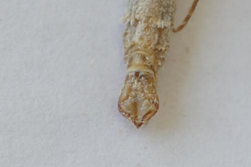 Réf. 262 541 : Aplocera efformata